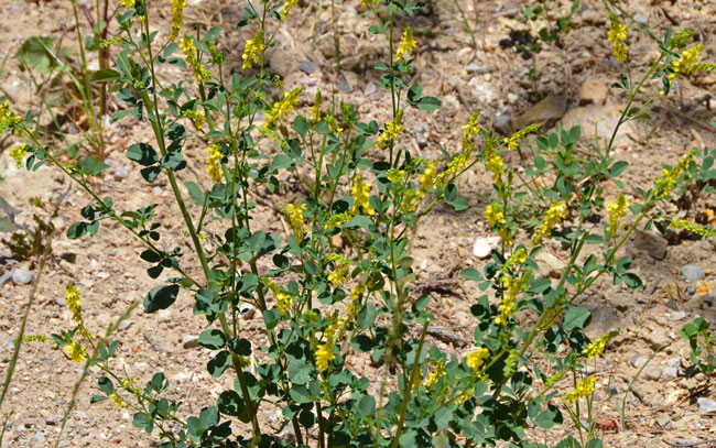 Melilotus indicus, Annual Yellow Sweetclover, Southwest Desert Wildflowers